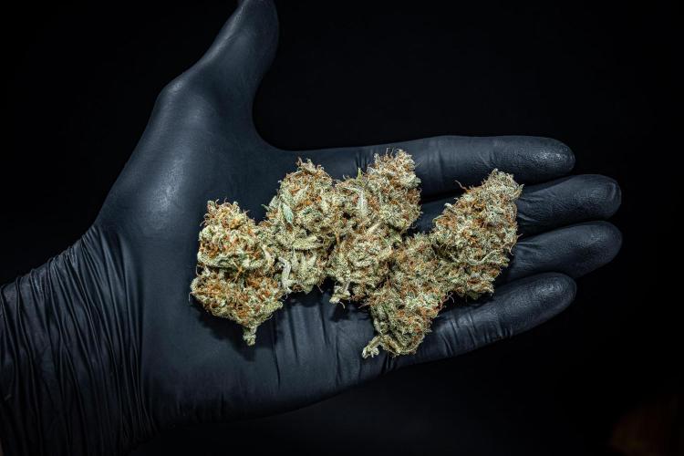 Permanent Jealousy XL Auto Sweet Seeds. Week 11 - Day 98