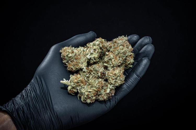 Permanent Jealousy XL Auto Sweet Seeds. Week 11 - Day 98