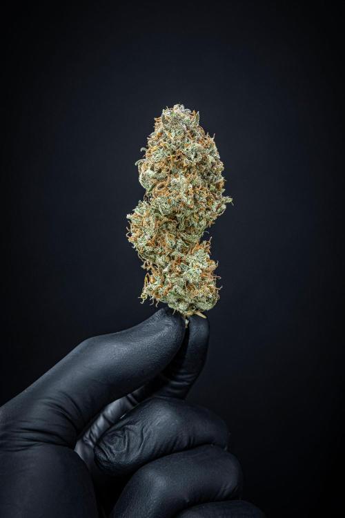 Permanent Jealousy XL Auto Sweet Seeds. Week 11 - Day 98