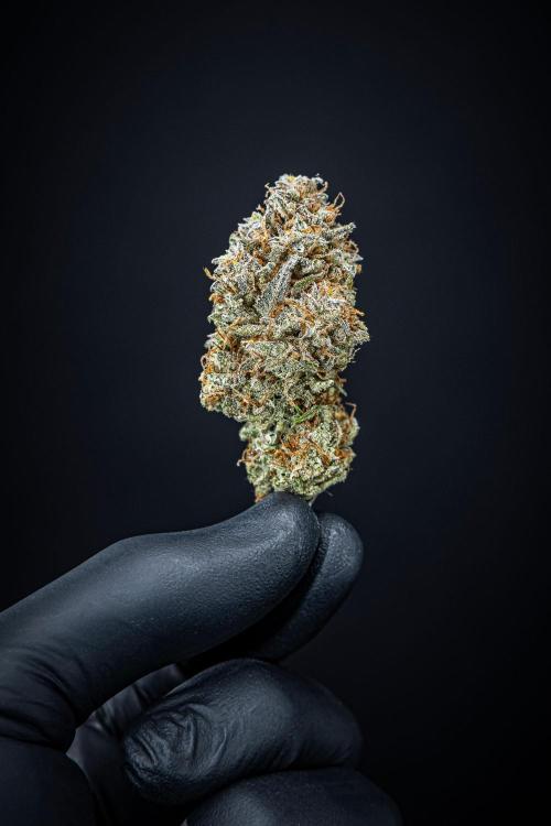 Permanent Jealousy XL Auto Sweet Seeds. Week 11 - Day 98