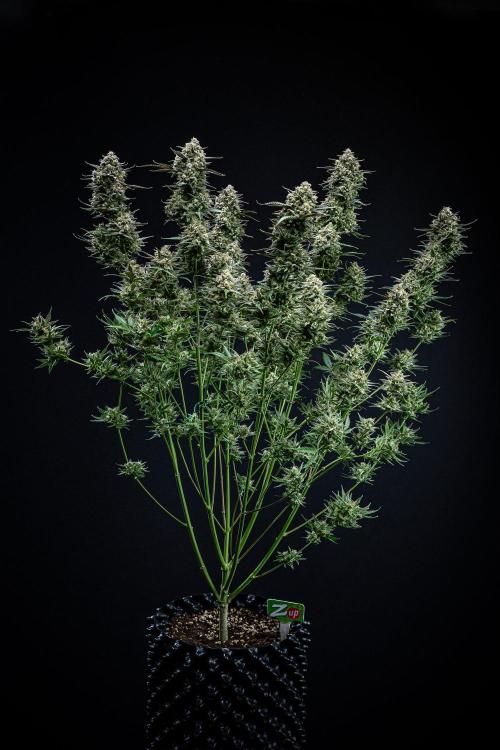 Z-UP Auto Fast Buds Indoor. Week 13 - Day 81