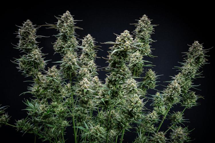 Z-UP Auto Fast Buds Indoor. Week 13 - Day 81