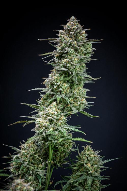 Z-UP Auto Fast Buds Indoor. Week 13 - Day 81