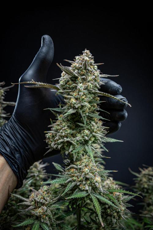 Z-UP Auto Fast Buds Indoor. Week 13 - Day 81