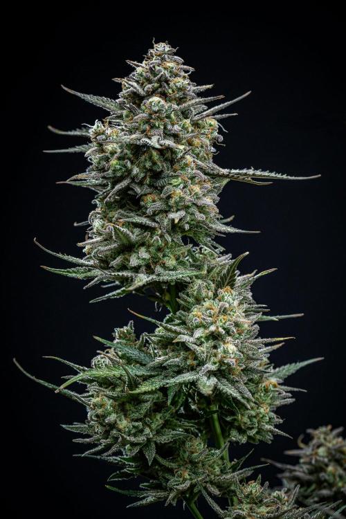 Z-UP Auto Fast Buds Indoor. Week 13 - Day 81