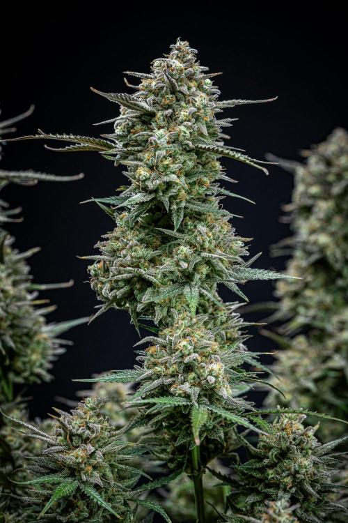 Z-UP Auto Fast Buds Indoor. Week 13 - Day 81