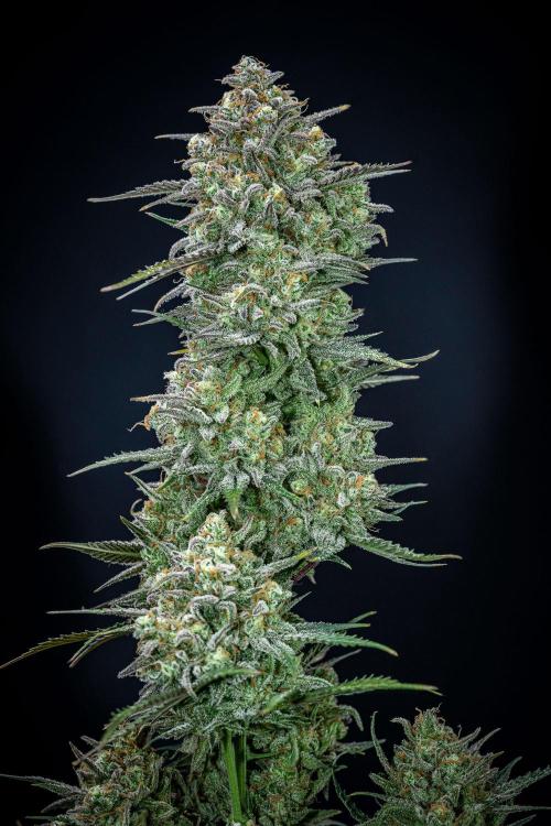 Z-UP Auto Fast Buds Indoor. Week 13 - Day 81