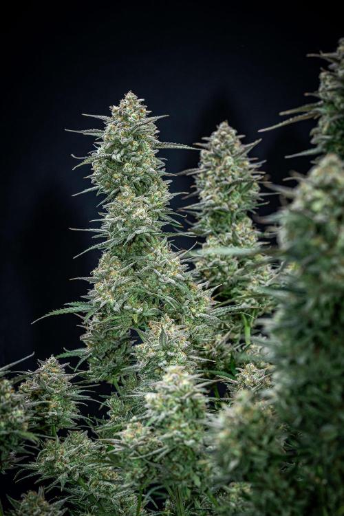 Z-UP Auto Fast Buds Indoor. Week 13 - Day 81