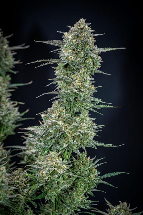 Z-UP Auto Fast Buds Indoor. Week 13 - Day 81