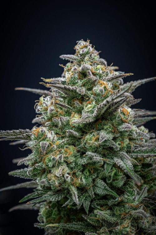 Z-UP Auto Fast Buds Indoor. Week 13 - Day 81