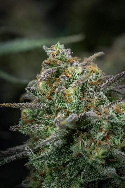 Z-UP Auto Fast Buds Indoor. Week 13 - Day 81