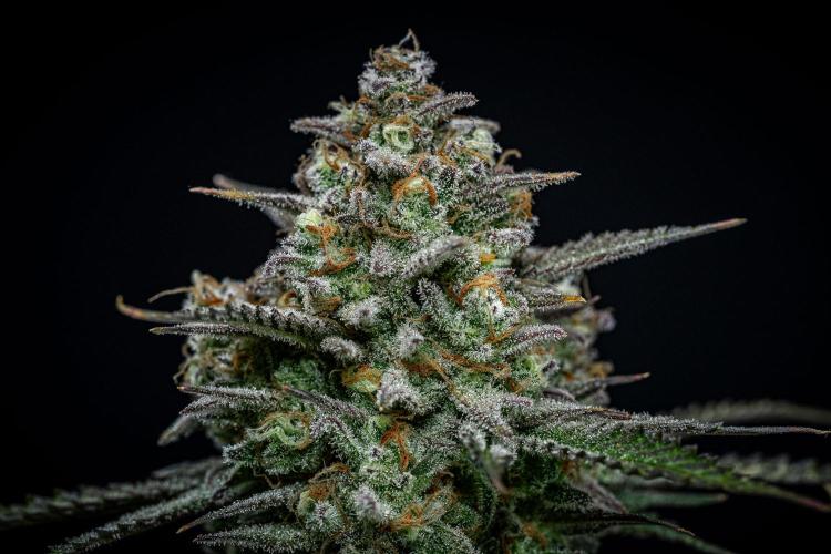 Z-UP Auto Fast Buds Indoor. Week 13 - Day 81