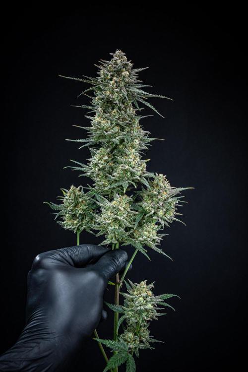 Z-UP Auto Fast Buds Indoor. Week 13 - Day 81