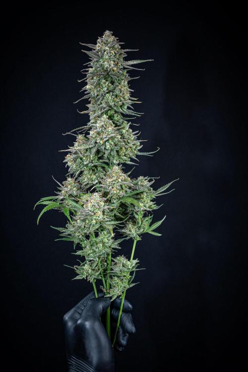 Z-UP Auto Fast Buds Indoor. Week 13 - Day 81