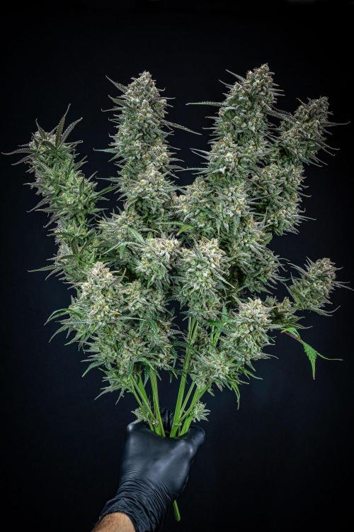 Z-UP Auto Fast Buds Indoor. Week 13 - Day 81