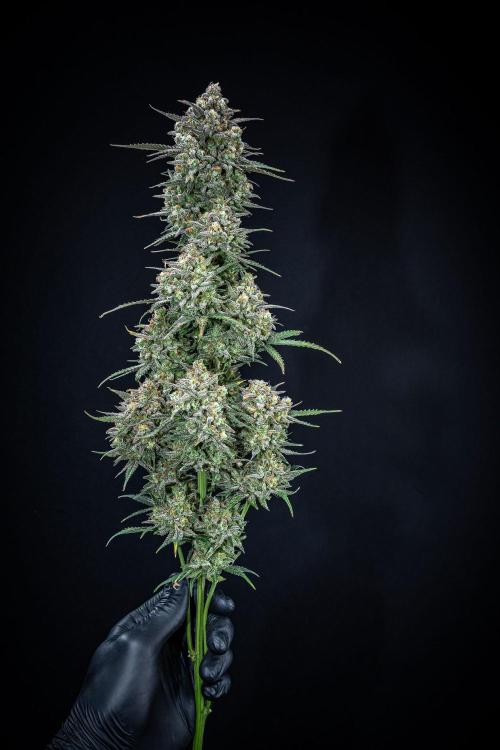 Z-UP Auto Fast Buds Indoor. Week 13 - Day 81