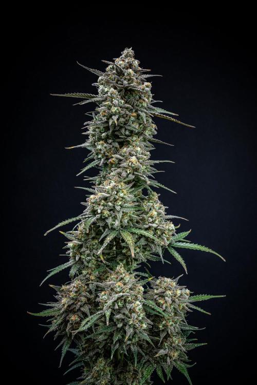 Z-UP Auto Fast Buds Indoor. Week 13 - Day 81