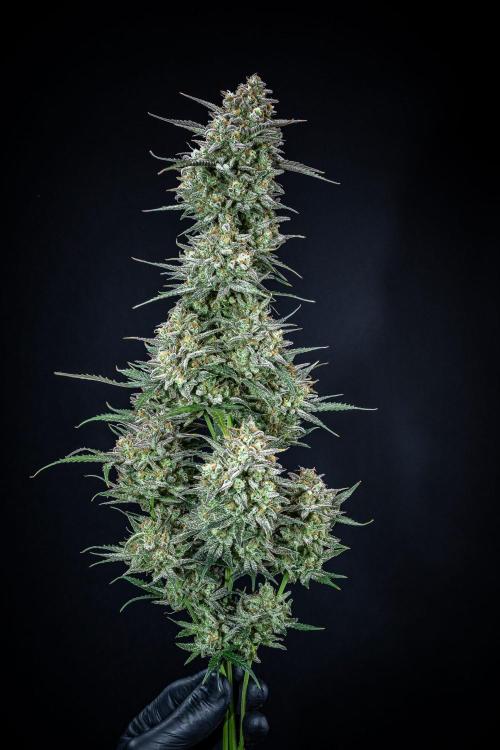 Z-UP Auto Fast Buds Indoor. Week 13 - Day 81