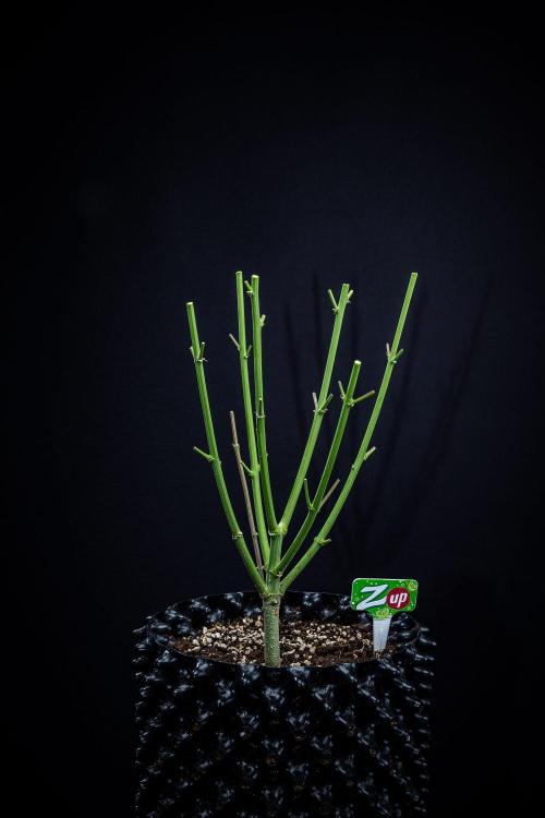 Z-UP Auto Fast Buds Indoor. Week 13 - Day 81 – that's it