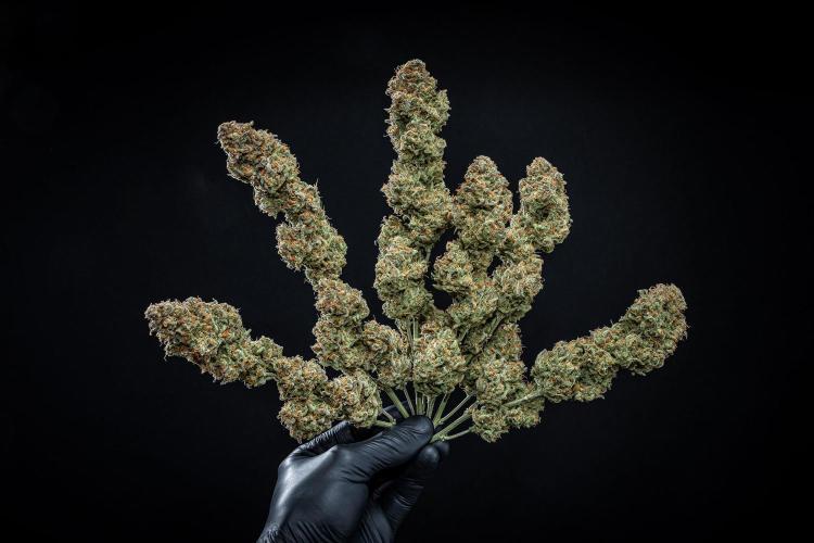 Z-UP Auto Fast Buds Indoor. Week 13 - Day 98