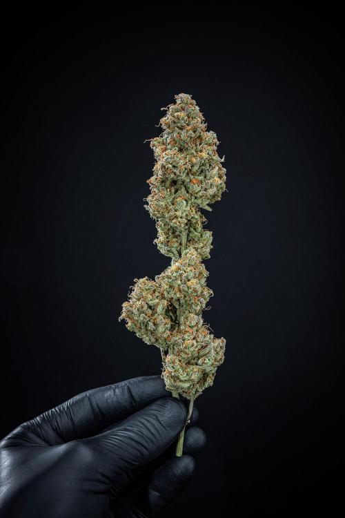 Z-UP Auto Fast Buds Indoor. Week 13 - Day 98