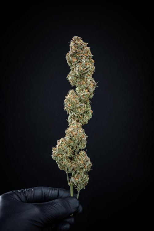 Z-UP Auto Fast Buds Indoor. Week 13 - Day 98