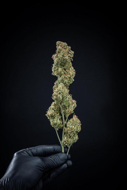 Z-UP Auto Fast Buds Indoor. Week 13 - Day 98