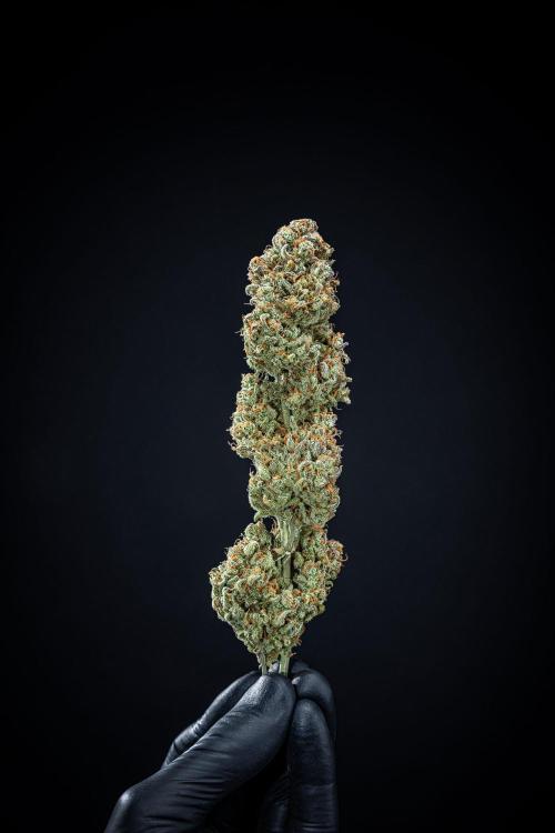 Z-UP Auto Fast Buds Indoor. Week 13 - Day 98