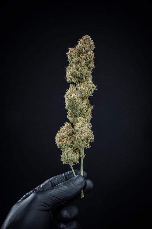 Z-UP Auto Fast Buds Indoor. Week 13 - Day 98