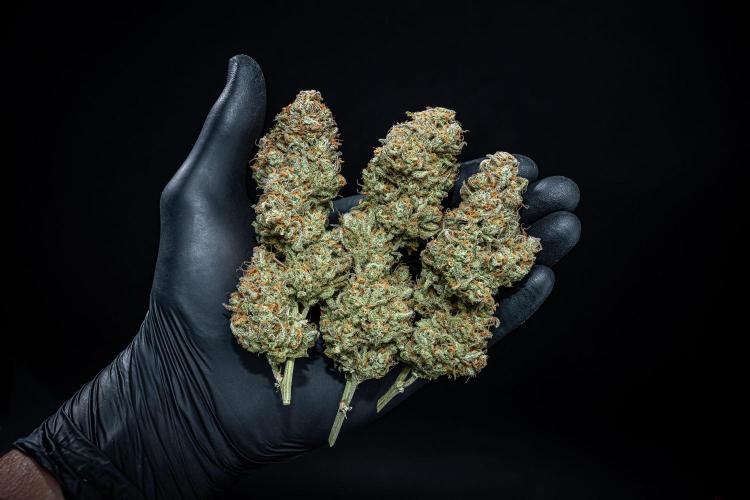 Z-UP Auto Fast Buds Indoor. Week 13 - Day 98