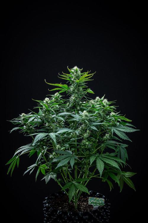 Sour Jealousy Auto Fast buds. Week 7 - Day 48