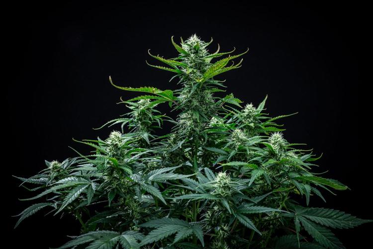 Sour Jealousy Auto Fast buds. Week 7 - Day 48