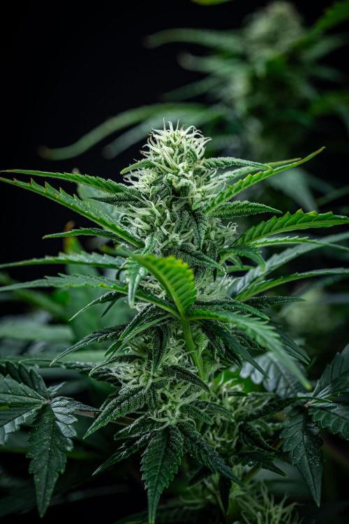 Sour Jealousy Auto Fast buds. Week 7 - Day 48