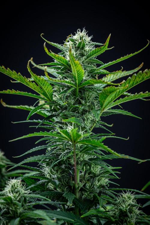 Sour Jealousy Auto Fast buds. Week 7 - Day 48