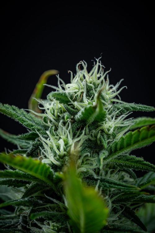 Sour Jealousy Auto Fast buds. Week 7 - Day 48