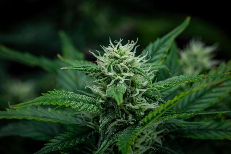 Sour Jealousy Auto Fast buds. Week 7