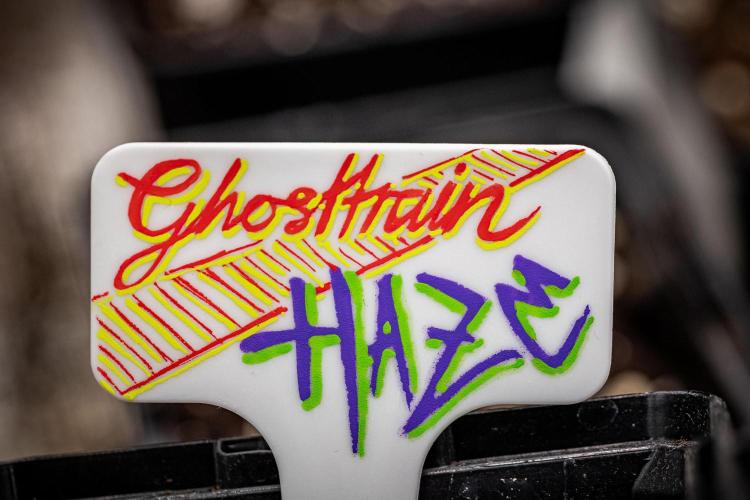 Ghost Train Haze Autoflower Zamnesia. Week 0 - Let's go :)