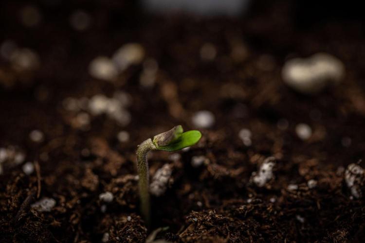 Ghost Train Haze Autoflower Zamnesia. Week 0 - Oh Lord – this poor girl already cut herself on the seed shell :(