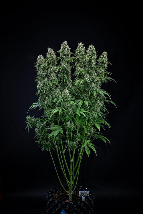 Dutch Treat Auto Zamnesia Seeds. Week 12 - Day 81