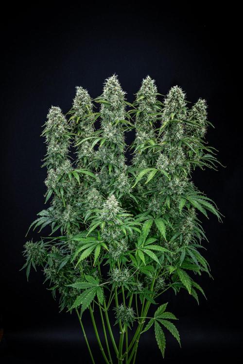 Dutch Treat Auto Zamnesia Seeds. Week 12 - Day 81