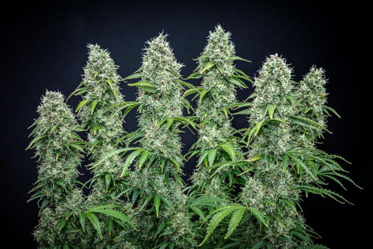 Dutch Treat Auto Zamnesia Seeds. Week 12 - Day 81