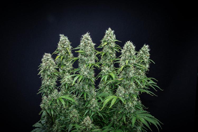 Dutch Treat Auto Zamnesia Seeds. Week 12 - Day 81