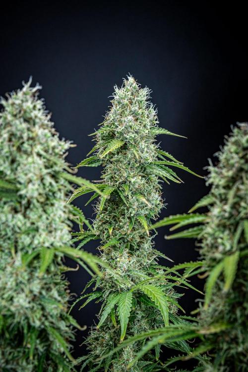 Dutch Treat Auto Zamnesia Seeds. Week 12 - Day 81