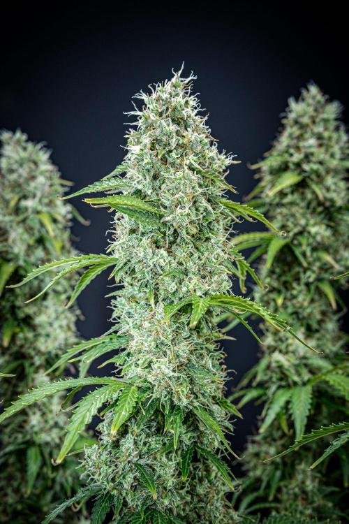 Dutch Treat Auto Zamnesia Seeds. Week 12 - Day 81