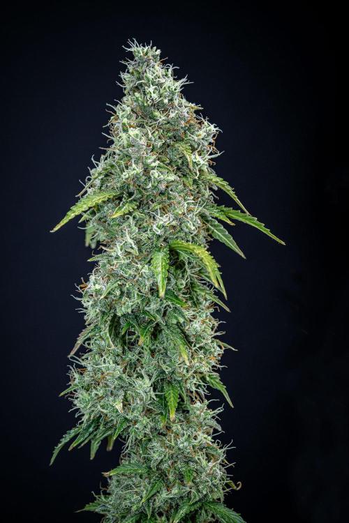 Dutch Treat Auto Zamnesia Seeds. Week 12 - Day 81