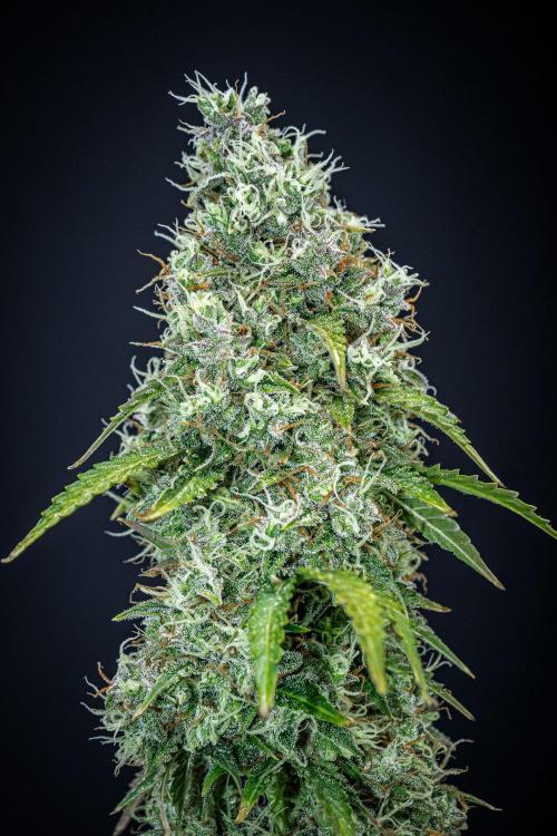 Dutch Treat Auto Zamnesia Seeds. Week 12 - Day 81