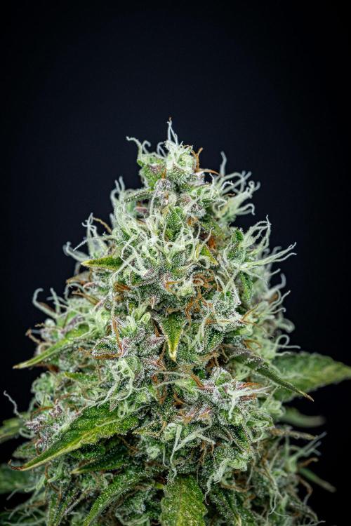 Dutch Treat Auto Zamnesia Seeds. Week 12 - Day 81