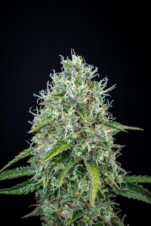 Dutch Treat Auto Zamnesia Seeds. Week 12 - Day 81