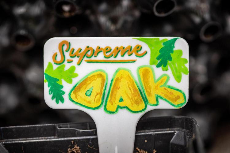 Sensi Supreme Oak Automatic Sensi Seeds. Week 0 - Let's go :)