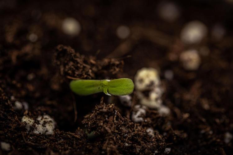 Sensi Supreme Oak Automatic Sensi Seeds. Week 0 - Hello little Girl!